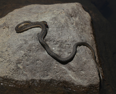 Thamnophis couchii