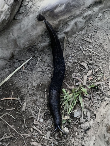 Leopard Slug