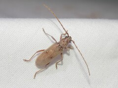 Eburia mutica