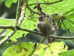 Leptopogon rufipectus