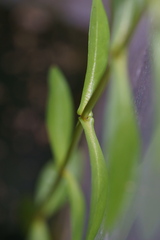 Ammannia auriculata