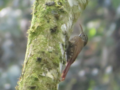 Lepidocolaptes lacrymiger