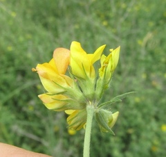 Lotus stepposus