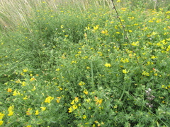 Lotus stepposus
