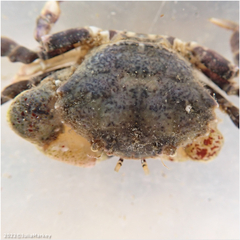 Lophopanopeus leucomanus