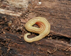 Fletchamia mediolineata