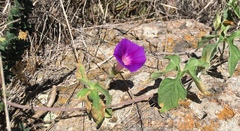 Ipomoea pubescens