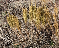 Artemisia pauciflora