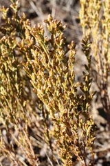 Artemisia pauciflora