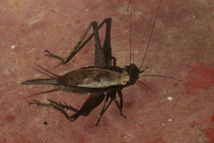 Eneoptera surinamensis