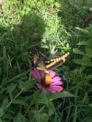 Heraclides cresphontes