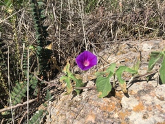 Ipomoea pubescens