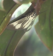 Asota isthmia