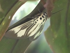 Asota isthmia
