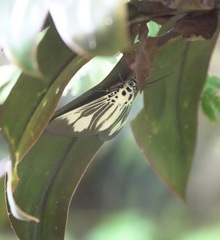Asota isthmia