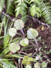 Coprosma arborea