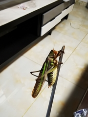 Gampsocleis sedakovii