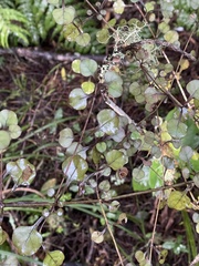 Coprosma arborea