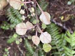 Coprosma arborea