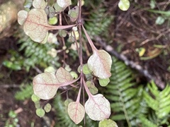 Coprosma arborea