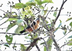 Microhierax caerulescens