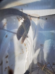 Gampsocleis sedakovii