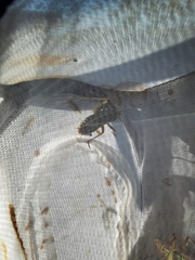 Gampsocleis sedakovii