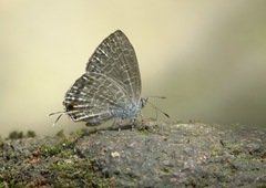 Catopyrops ancyra