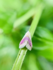 Eublemma cochylioides