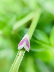 Eublemma cochylioides