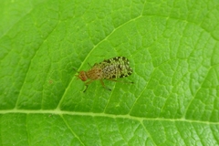 Euthycera chaerophylli