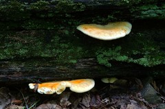 Buglossoporus quercinus