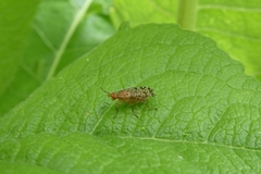 Euthycera chaerophylli