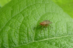 Euthycera chaerophylli
