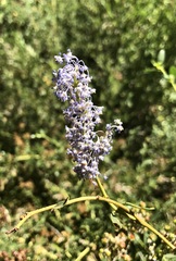 Ceanothus parvifolius