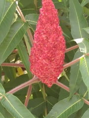 Rhus typhina