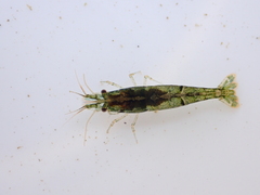 Neocaridina