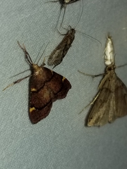 Hypsopygia thymetusalis