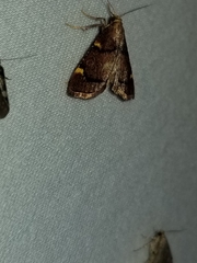 Hypsopygia thymetusalis