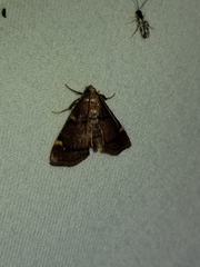 Hypsopygia thymetusalis