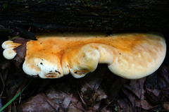 Buglossoporus quercinus