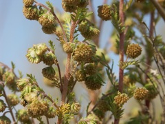 Artemisia rupestris