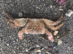 Metopograpsus thukuhar