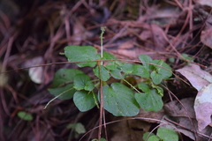 Peperomia hispiduliformis