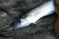 Fundulus heteroclitus