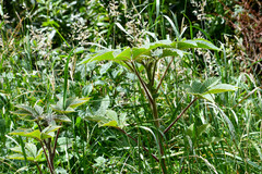 Cleome anomala