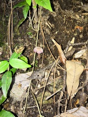 Laccaria moshuijun