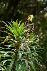 Siphocampylus lucidus