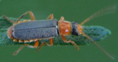 Cantharis lateralis