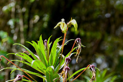 Siphocampylus lucidus